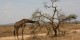 Tanzanie - 2010-09 - 188 - Serengeti - Girafe